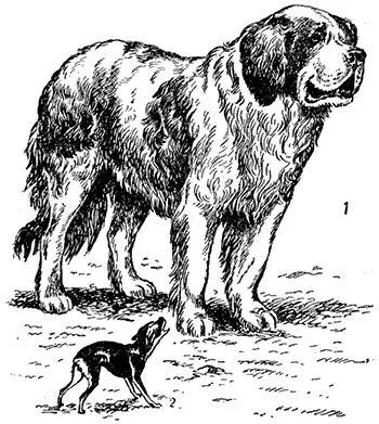Kutyák - Gyermek Encyclopedia (első kiadás)