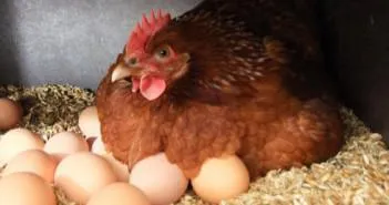 Hány tojást a tyúk hordozza a nap, hét, hónap, év (medve) Hány tojást a tyúk hordozza a nap, hét, hónap, év