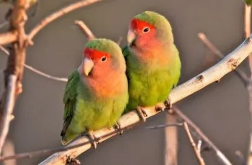 Hány lovebirds otthon élni, hogyan kell tanítani egy papagáj beszélni (home) Hány lovebirds otthon élni, hogyan kell tanítani egy papagáj beszélni