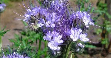 Siderate Phacelia hogyan és mikor kell ültetni a növény (siderate) Siderate Phacelia milyen a növény, és ha a növény