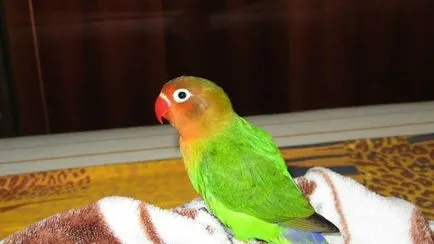 Hány lovebirds otthon élni, hogyan kell tanítani egy papagáj beszélni (élő) Hány lovebirds otthon élni, hogyan kell tanítani egy papagáj beszélni