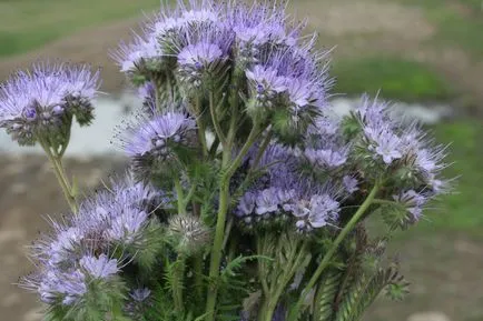 Siderate Phacelia hogyan és mikor kell ültetni a növény (siderate) Siderate Phacelia milyen a növény, és ha a növény