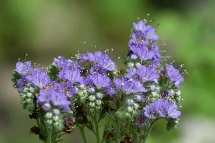 Siderate Phacelia hogyan és mikor kell ültetni a növény (koca) Siderate Phacelia milyen a növény, és ha a növény