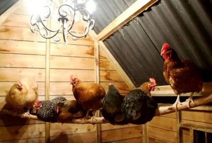 Hány tojást egy tyúk tojó egy hónap, nap és év az otthoni és hogyan lehet növelni (tojótyúk) Hány tojást egy tyúk tojó egy hónap, nap és év az otthoni és hogyan lehet növelni