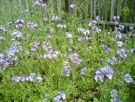 Siderate Phacelia hogyan és mikor kell ültetni a növény (siderate) Siderate Phacelia milyen a növény, és ha a növény