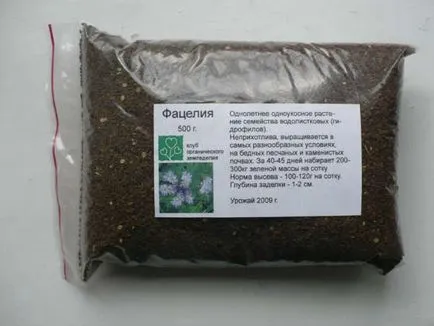 Siderate Phacelia hogyan és mikor kell ültetni a növény (Phacelia siderate vetés közben) Siderate Phacelia milyen a növény, és ha a növény