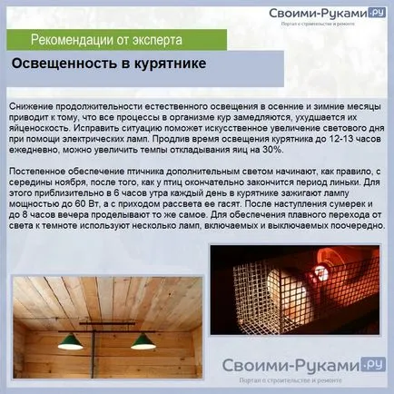 Hány tojást egy tyúk tojó medve egy hónap alatt - a részletekért!