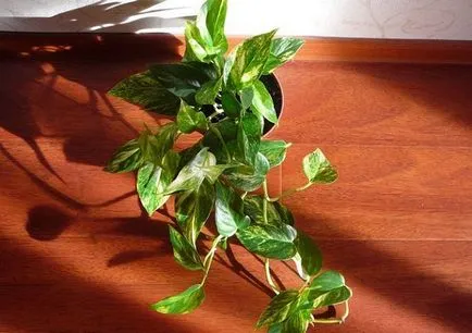 Epipremnum otthoni gondozást, fotók