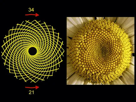 Fibonacci-spirál