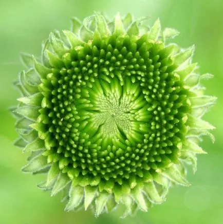 Fibonacci-spirál