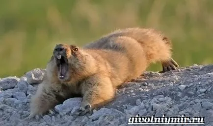 mormota animal
