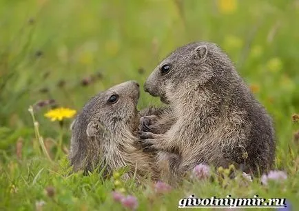 mormota animal