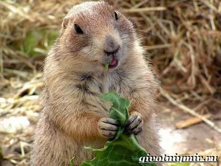 mormota animal