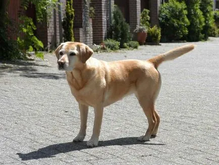 Ösztrusz kutyáknál a tünetek, időtartama, viselkedés (Dogs) Ösztrusz kutyáknál a tünetek, időtartamát, a viselkedés