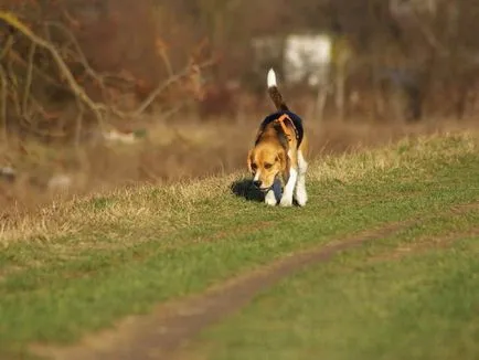 Ösztrusz kutyáknál a tünetek, időtartama, viselkedés (Dogs) Ösztrusz kutyáknál a tünetek, időtartamát, a viselkedés