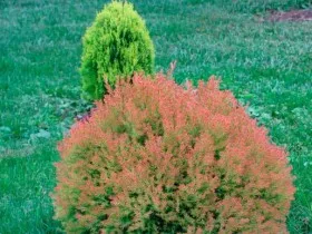 Thuja - népszerű fajták szaporítják, gondoskodó, művészi vágás, fotó és videó
