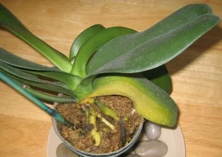 Abban Phalaenopsis orchidea sárga levelek általános információkat, a lehetséges okok, mit kell tenni, hogyan kell