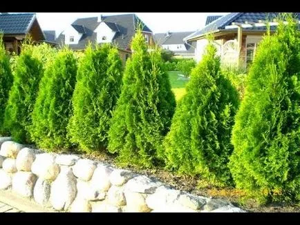 Thuja - népszerű fajták szaporítják, gondoskodó, művészi vágás, fotó és videó