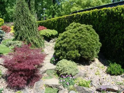 Thuja - népszerű fajták szaporítják, gondoskodó, művészi vágás, fotó és videó