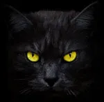 Cat írta nekem