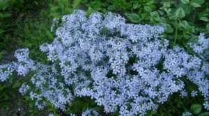 Mi a növény Phlox