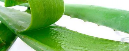 Mitől Aloe