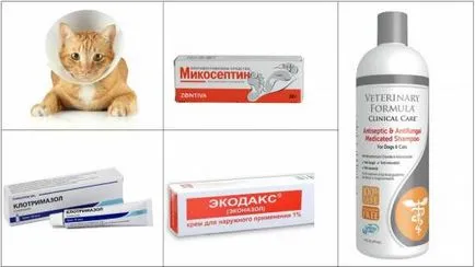 Kezelése ótvar macskák Kezelése ótvar macskák
