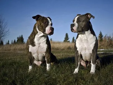 Mi a takarmány Stafford