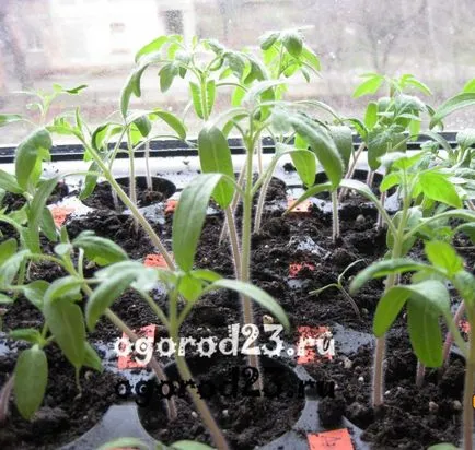 Hogyan növény paradicsom és mikor Hogyan növény paradicsom és mikor