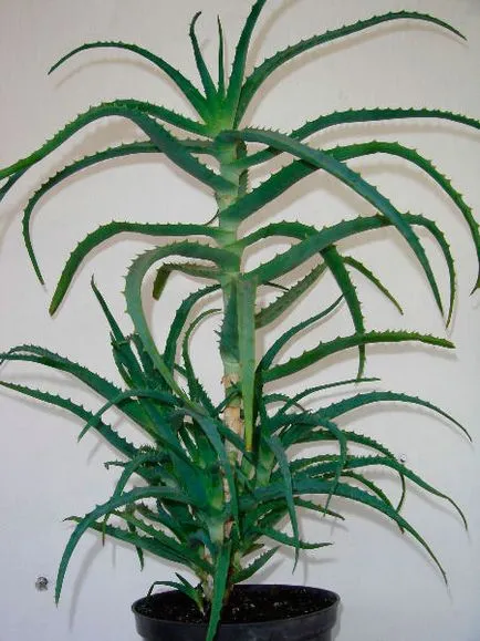 Mitől Aloe