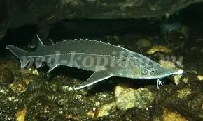 Tanórán a Föld Napja rendezvény általános iskola, 3-4-es fokozatú
