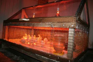 Növekvő pulyka otthon ötletek (feltételek) Növekvő pulyka otthon tippeket feltételek