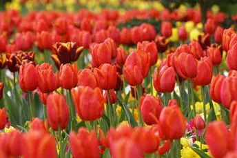 Arra kényszerítve tulipán március 8 üvegházban, a felvilágosítás, a kiválasztott fajták, termesztés eladó, szabályok