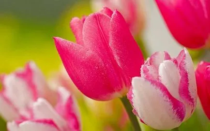 Arra kényszerítve tulipán március 8 üvegházban, a felvilágosítás, a kiválasztott fajták, termesztés eladó, szabályok