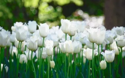 Arra kényszerítve tulipán március 8 üvegházban, a felvilágosítás, a kiválasztott fajták, termesztés eladó, szabályok