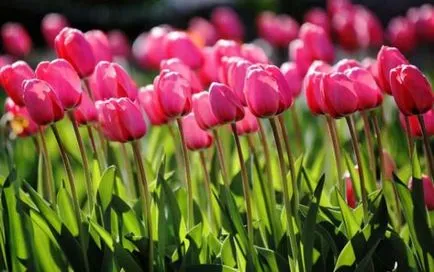 Arra kényszerítve tulipán március 8 üvegházban, a felvilágosítás, a kiválasztott fajták, termesztés eladó, szabályok