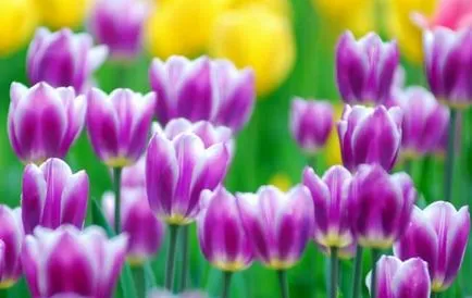 Arra kényszerítve tulipán március 8 üvegházban, a felvilágosítás, a kiválasztott fajták, termesztés eladó, szabályok