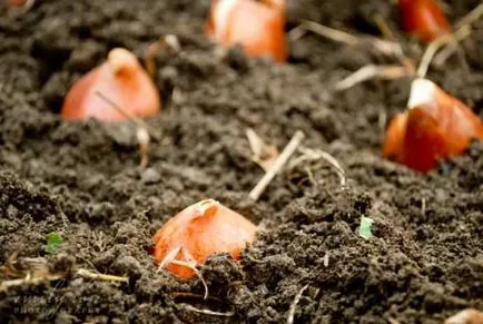 Arra kényszerítve tulipán március 8 üvegházban, a felvilágosítás, a kiválasztott fajták, termesztés eladó, szabályok