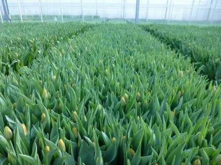 Arra kényszerítve tulipán március 8 üvegházban, a felvilágosítás, a kiválasztott fajták, termesztés eladó, szabályok