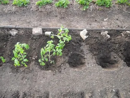 Átültetést paradicsom nyílt terepen ültetés és ültetett, mint a paradicsom, mint a magok elültetése (palánták) Kiültetés paradicsom ültetés a nyílt terepen, és hogyan kell ültetni a paradicsom, milyen a növény magok