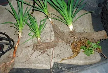 Yucca - otthoni gondozás, szaporítás és az átültetést