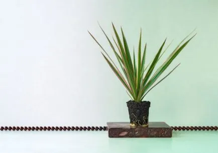 Yucca - otthoni gondozás, szaporítás és az átültetést