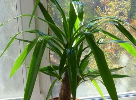 Yucca - otthoni gondozás, szaporítás és az átültetést