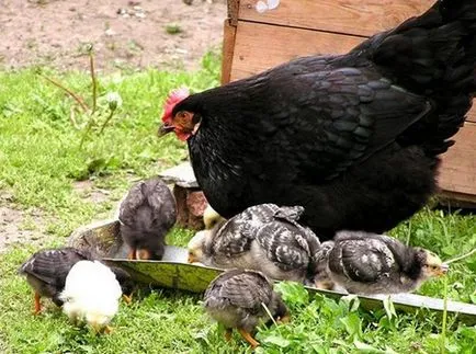 Talányok a madarakkal, bármelyik madár van egy rejtély!