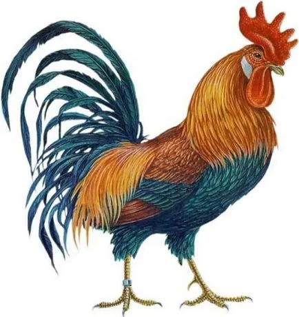 Talányok a madarakkal gyermek