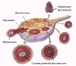 A sárgatest ovulációt követő terhességi hormon képződését (a sárgatest ovulációt követő) A sárgatest ovulációt követő kialakulását terhességi hormon
