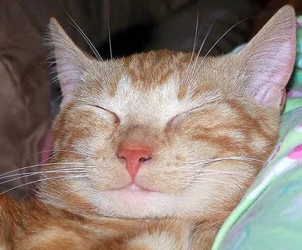 macska mosoly