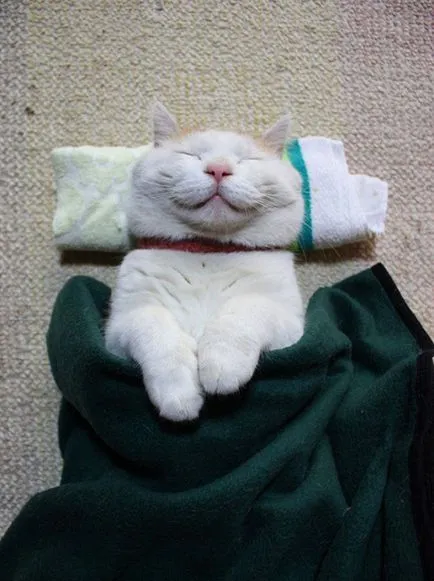 macska mosoly macska mosoly