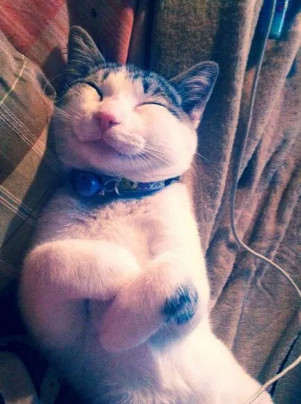 macska mosoly macska mosoly