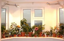 Miért nem virágzik amarillisz